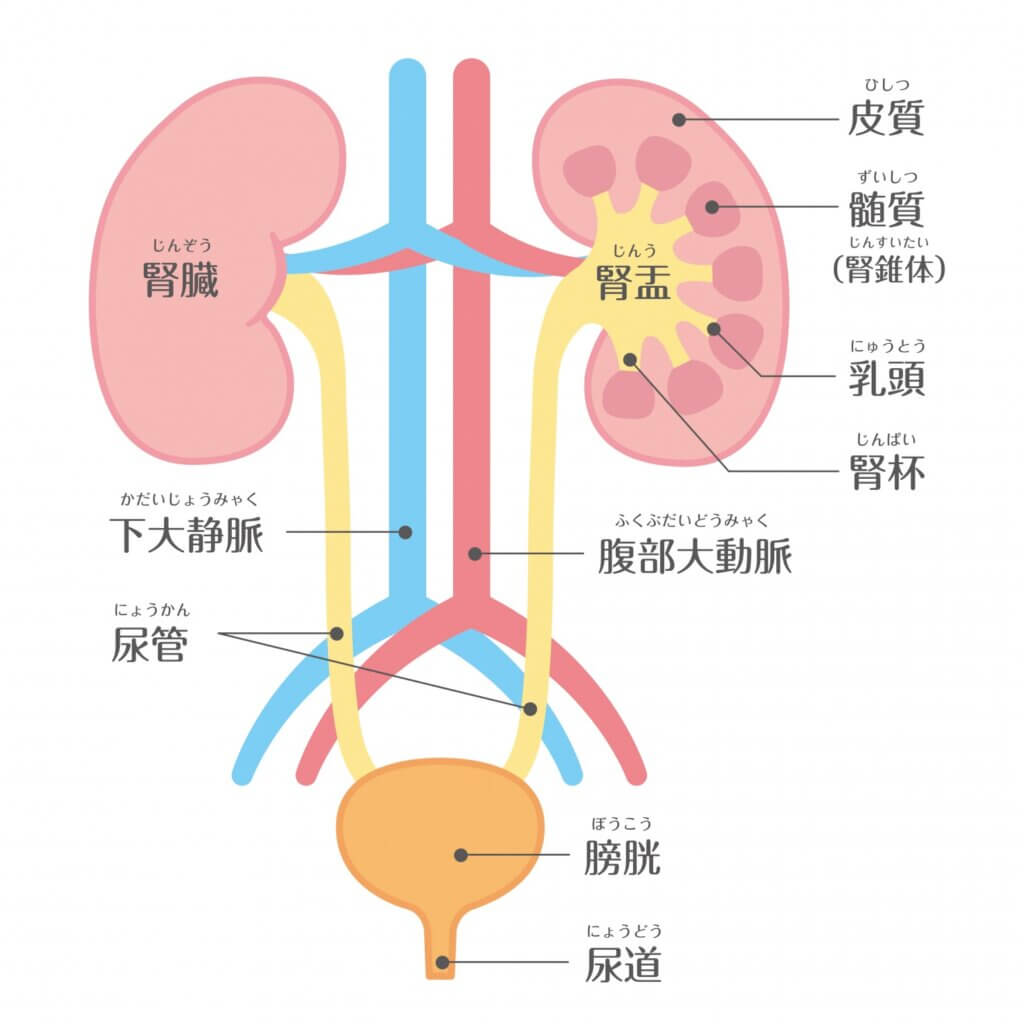 【共通のみ】腎・泌尿器（解剖）についての問題「まとめ・解説」 - 通所型基準緩和サービス施設 明日へ ブログ